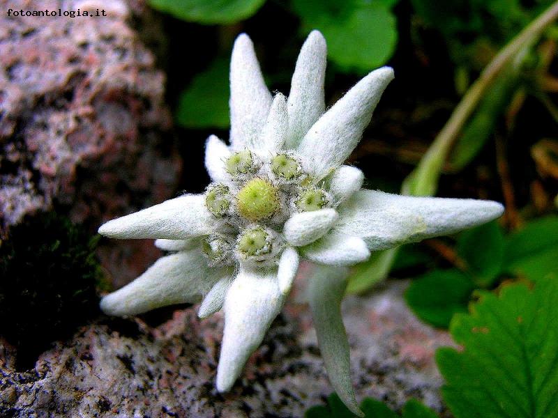 Stella Alpina