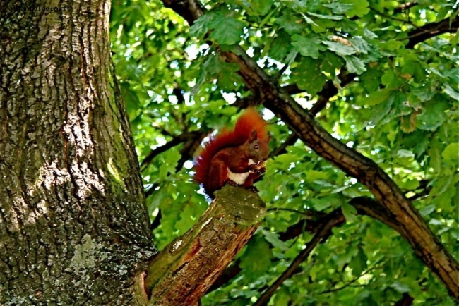 scoiattolo al Tiergarten di Berlino