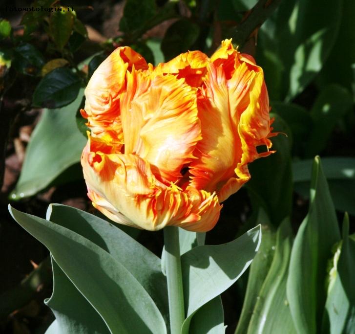 ...le stranezze di un tulipano