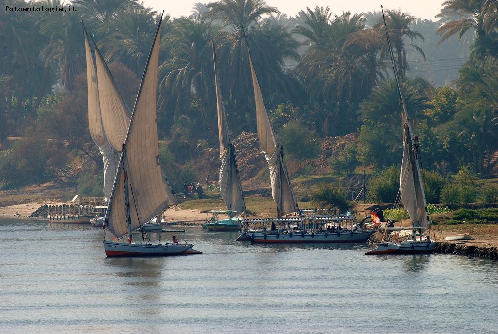 feluche sul Nilo