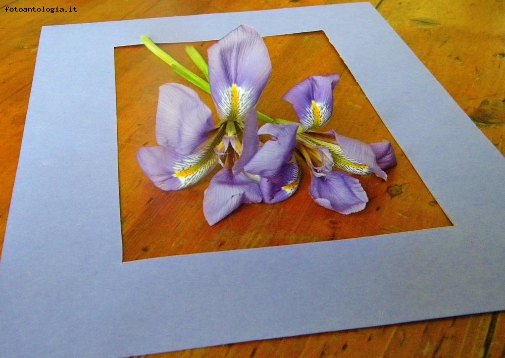 Iris invernali