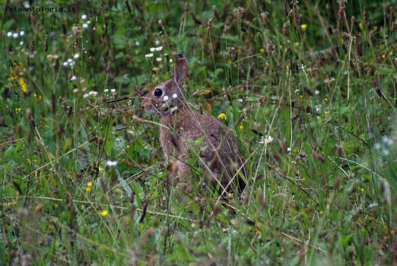 Coniglio selvatico -1-