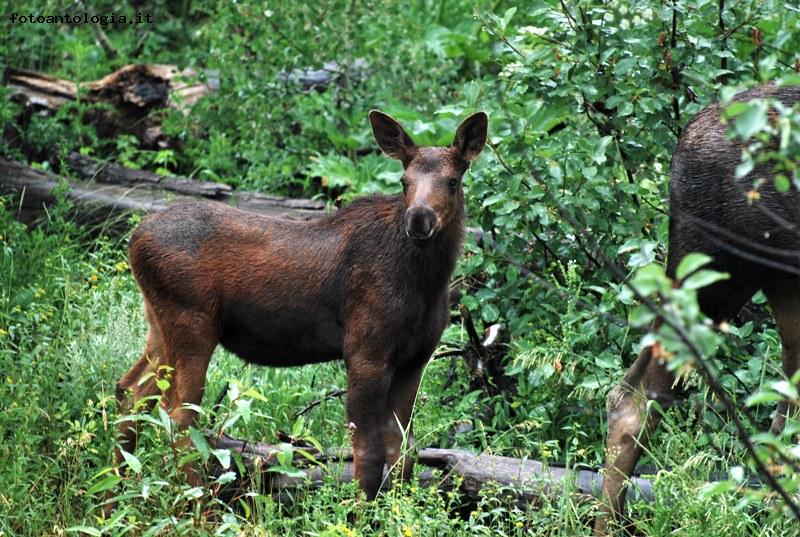 Moose cub - Alce cucciolo
