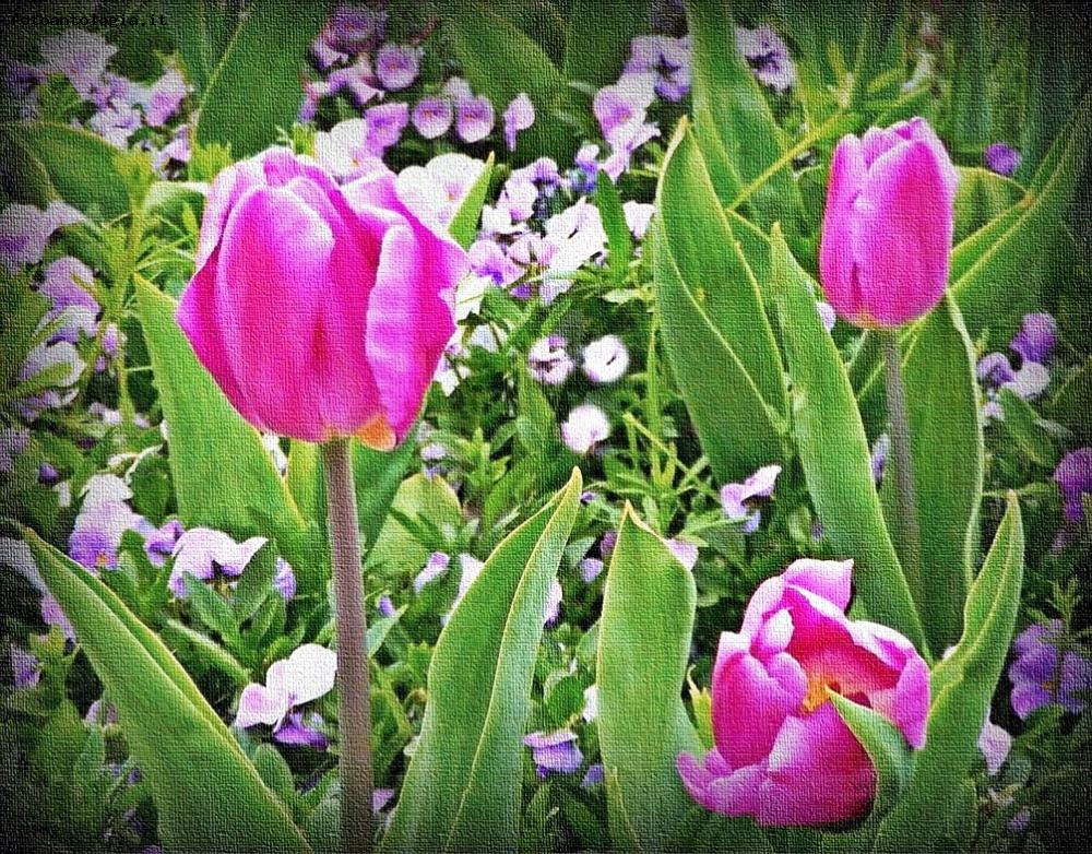 Tulipani, simbolo dell’amore perfetto…