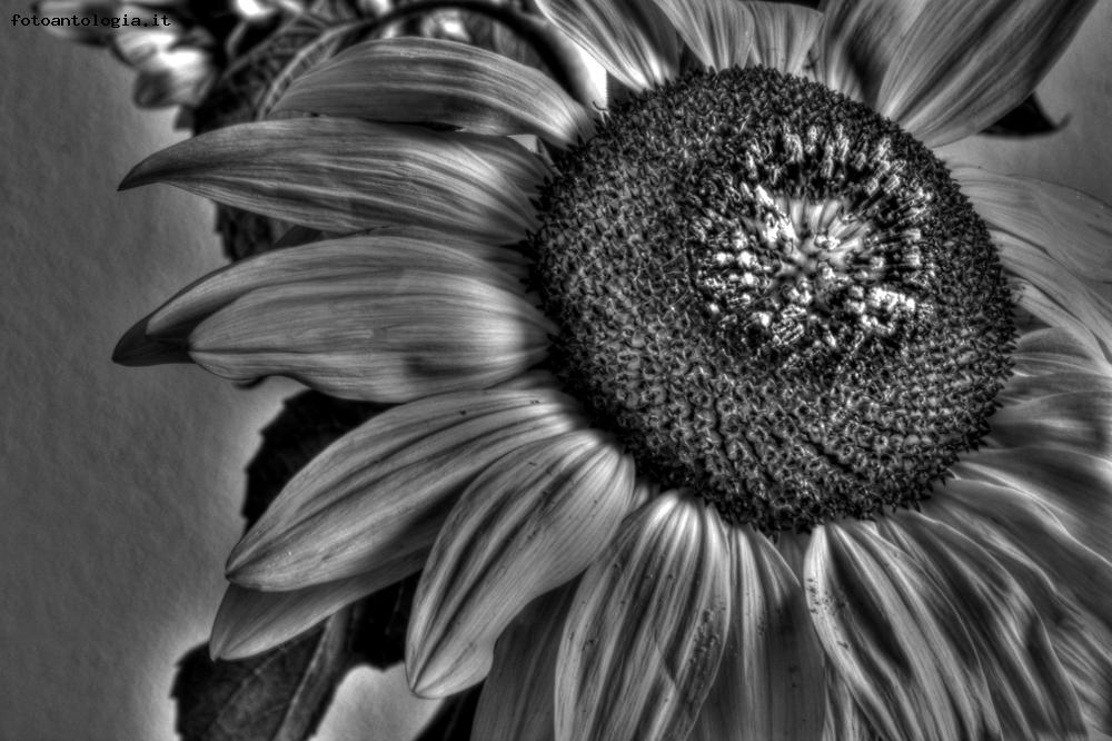 Sunflower in Black and white