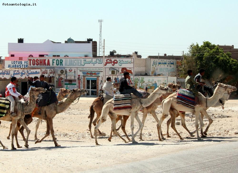 Aswan: Cammellieri verso il mercato