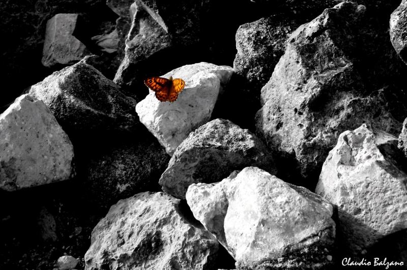 Farfalla tra le rocce