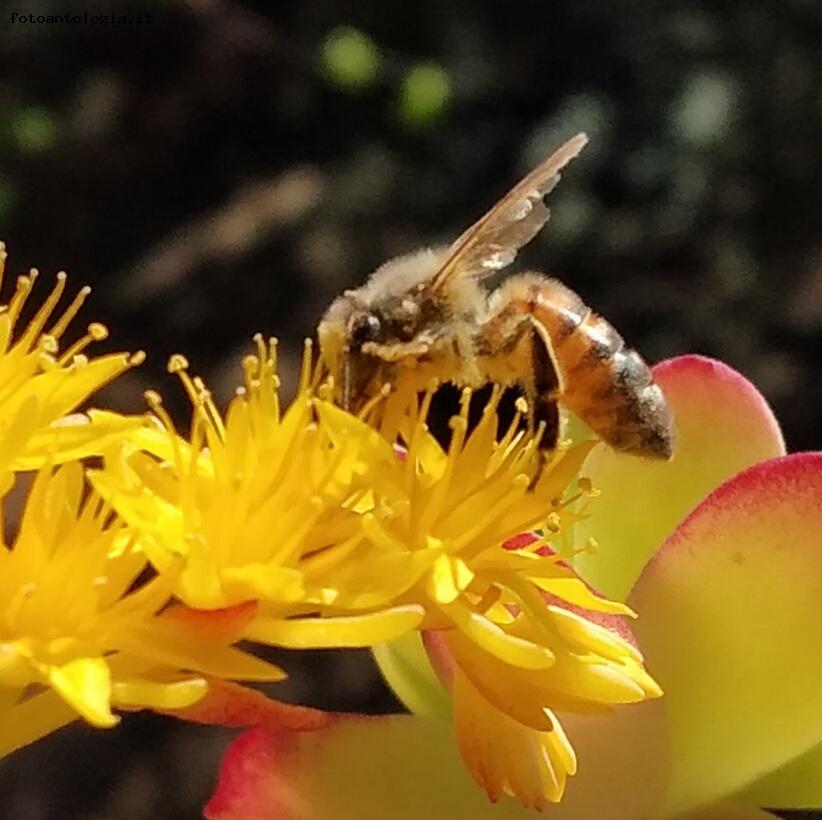 l'ape rinnova la vita 