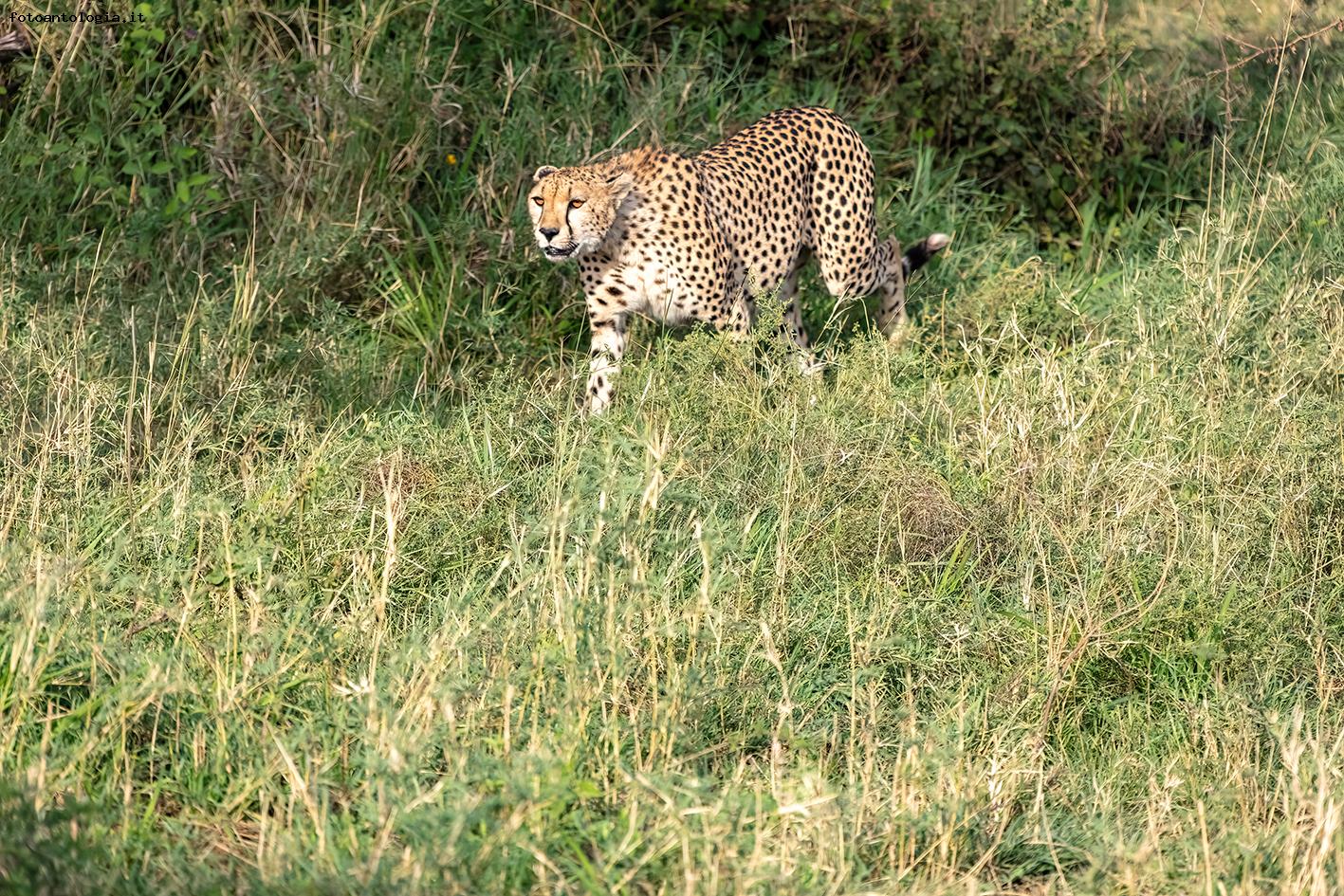 Tanzania - Serengeti 2