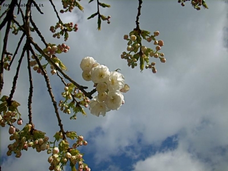 Batuffoli  di cotone