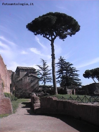 Roma - Sul Palatino, tra rovine e natura