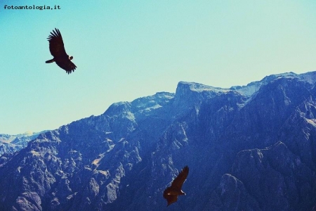 CONDOR PERU'