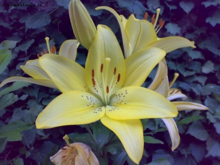 Lilium