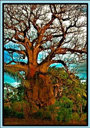 Baobab, il.....farmacista