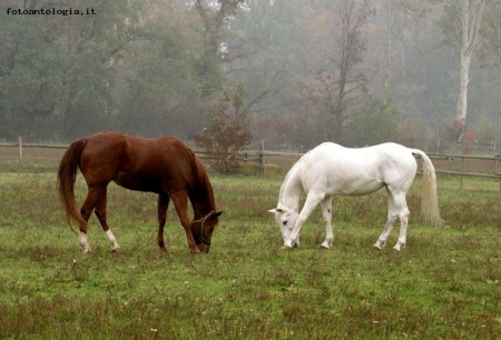 Horses