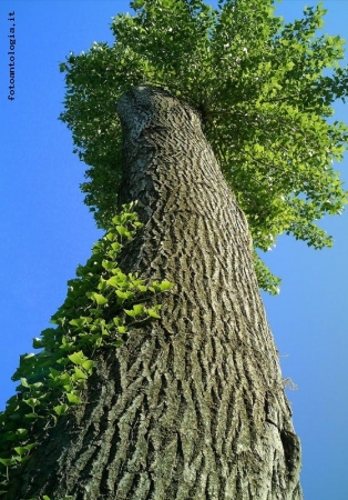 albero