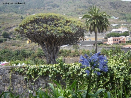 L'albero gigantesco