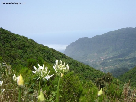 Aghapantus a Madeira