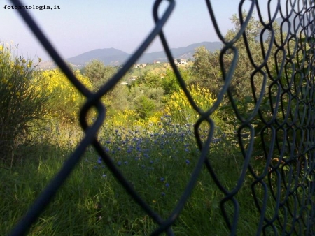 ...d'azzurro,di giallo e pervinca...