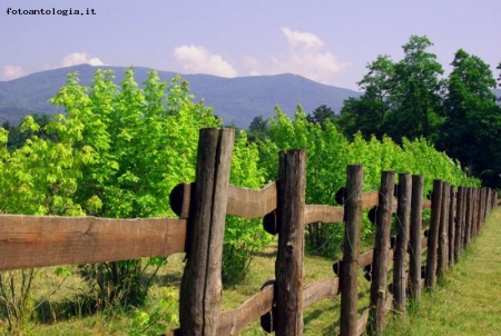 campagna di sassello