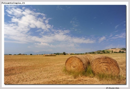 L'oro dei campi!