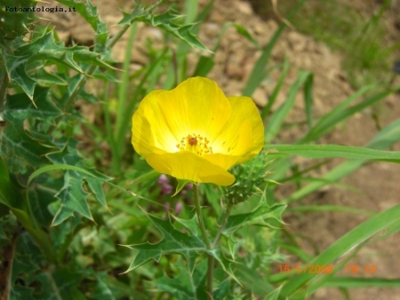 FIORE