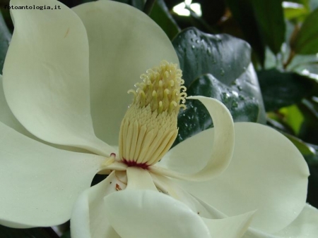 FIORE DI MAGNOLIA