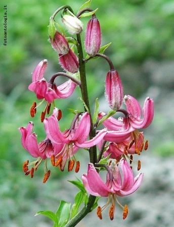 lilium martagon