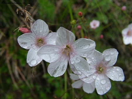 capricci del tempo  ...........