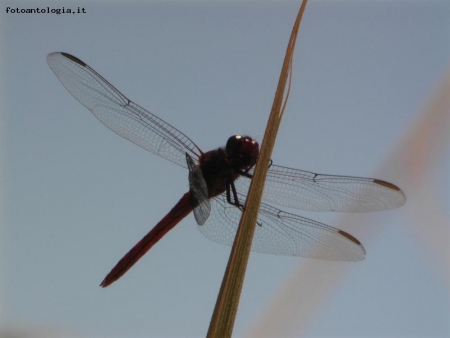 libellula