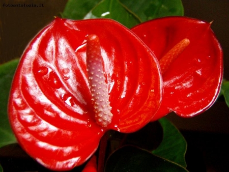 Red A.