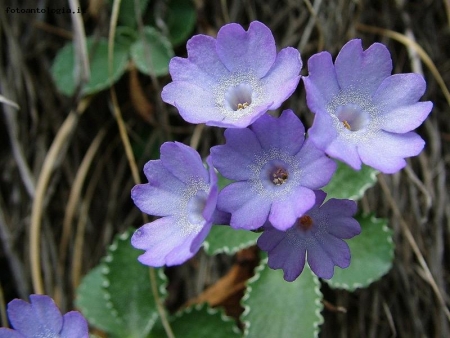 primula marginata