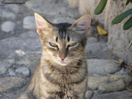 Il gatto matto guarda tutti con sospetto