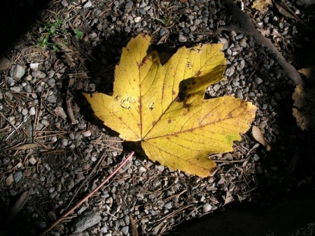 Foglia gialla