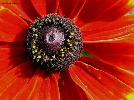 sole rosso