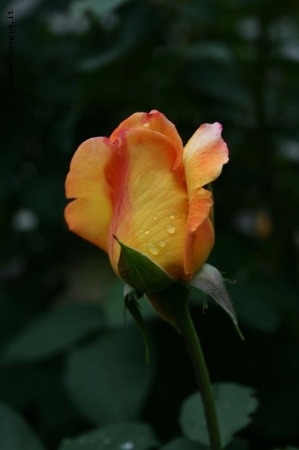 Bocciolo di rosa