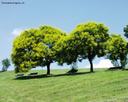 Sotto il maggiociondolo - "Montagnetta"