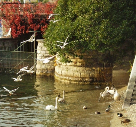 Volo di uccelli (alcuni scatti in riva al lago)