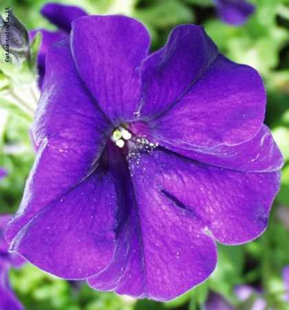 Campanula viola