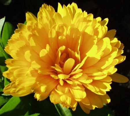 Dalia gialla