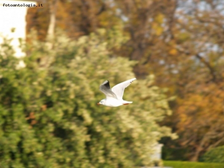 Volo del Gabiano