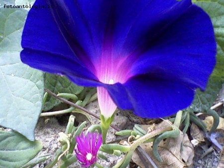Fiore azzurro