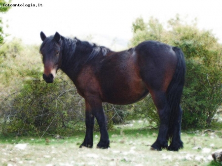 Un bel cavallo