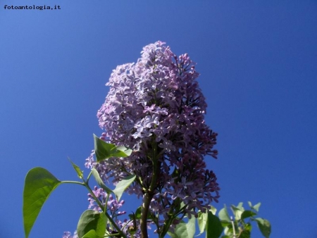 lill verso il cielo