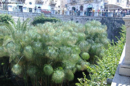 Siracusa - Fonte Aretusa