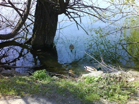 lago di Avigliana