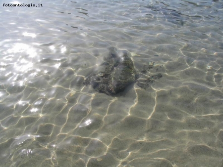 acqua cristallina