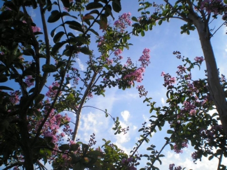 Guardando il cielo di Ferragosto