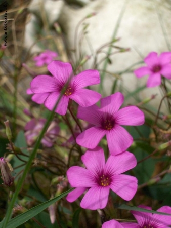 fiorellini rosa...