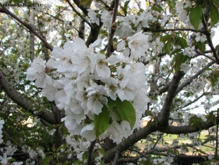 Fiori di ciliegio